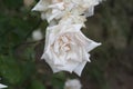 White Rose