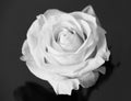 White rose beautiful flower close up macro Royalty Free Stock Photo