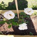 White rose Beautiful fresh rose flowers backdrop