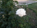 White Rose