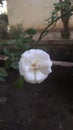 White Rose