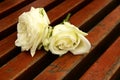 White rose on bench Royalty Free Stock Photo