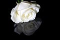 White rose on black Royalty Free Stock Photo