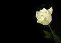 White rose on black background