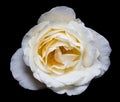 White Rose on black background. Royalty Free Stock Photo