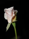 White Rose Black Background Royalty Free Stock Photo