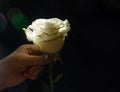 White rose on a black background in a female hand. Royalty Free Stock Photo