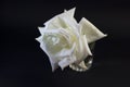 White rose on black background isolated