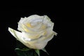 White rose  on a black background Royalty Free Stock Photo