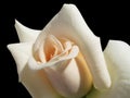 White rose on the black background Royalty Free Stock Photo
