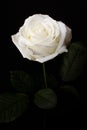 White Rose black background Royalty Free Stock Photo