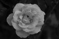 White rose on black Royalty Free Stock Photo