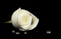 White rose on black velvet