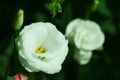 White rose blooming,bud Royalty Free Stock Photo