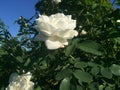 White rose blooming on clear day