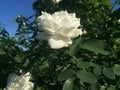 White rose blooming on clear day