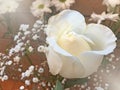 White rose blooming.