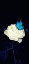 White rose & blue butterfly Royalty Free Stock Photo