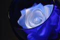 White rose in a blue glass