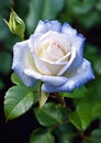 A White Rose with Blue Petals on a Bush in the Light