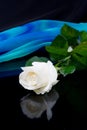 White rose and blue silk Royalty Free Stock Photo
