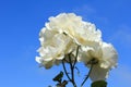 White rose on blue sky Royalty Free Stock Photo