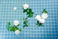 White rose bouquet flower on water surface with sunlight reflections. Youth, freshness and