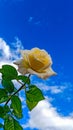 a white rose broke bloom in bright colors with cloudy blue sky