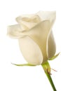 White rose bud