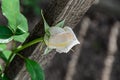 White rose bud flower, green branch plant, old wood fence background Royalty Free Stock Photo