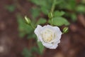 White rose and buds