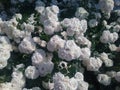 White rose bush close up. Blooming garden plant under sunlight with blue sky. Royalty Free Stock Photo