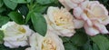 white rose bush with water drops after rain Royalty Free Stock Photo