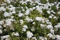 White rose bushes on a summers day