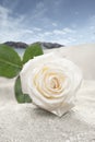 White rose button on landscape