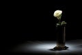 White rose in cemetery vase Royalty Free Stock Photo