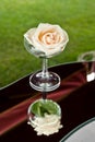 A white rose in champagne glass Royalty Free Stock Photo