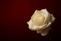 White Rose on Christmas Red background