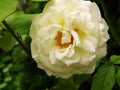 A white rose in close