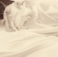 White rose close-up as background. In Sepia toned. Retro style Royalty Free Stock Photo