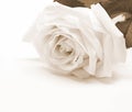White rose close-up as background. In Sepia toned. Retro style Royalty Free Stock Photo