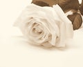 White rose close-up as background. In Sepia toned. Retro style Royalty Free Stock Photo