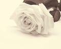 White rose close-up as background. In Sepia toned. Retro style Royalty Free Stock Photo