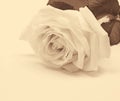 White rose close-up as background. In Sepia toned. Retro style Royalty Free Stock Photo