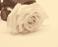 White rose close-up as background. In Sepia toned. Retro style Royalty Free Stock Photo