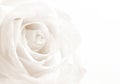 White rose close-up as background. Soft focus. In Sepia toned. R Royalty Free Stock Photo