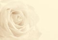 White rose close-up as background. Soft focus. In Sepia toned. R Royalty Free Stock Photo