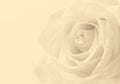 White rose close up as background. Soft focus. In Sepia toned. R Royalty Free Stock Photo