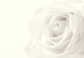 White rose close-up as background. Soft focus. In Sepia toned. R Royalty Free Stock Photo