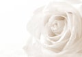 White rose close-up as background. Soft focus. In Sepia toned. R Royalty Free Stock Photo